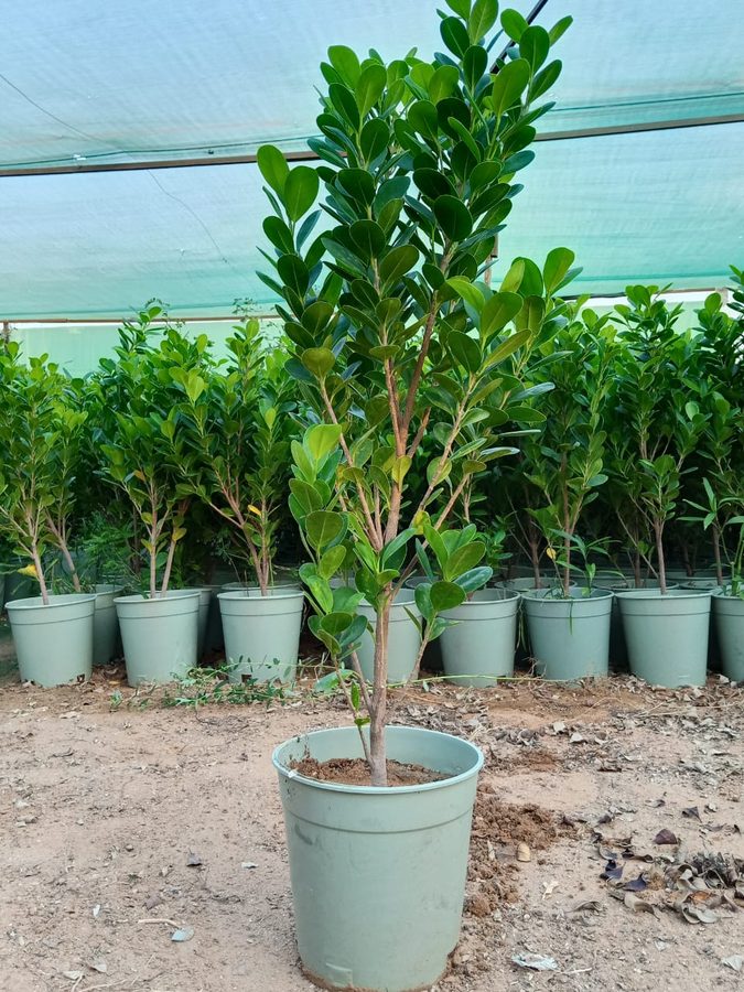 Ficus Panda (Ficus microcarpa 'Panda') — outdoor plant supplied by Mahraj Agricultures