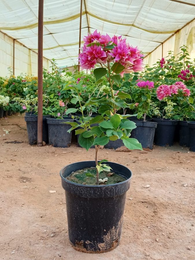 Bougainvillea (Bougainvillea spectabilis) — outdoor plant supplied by Mahraj Agricultures
