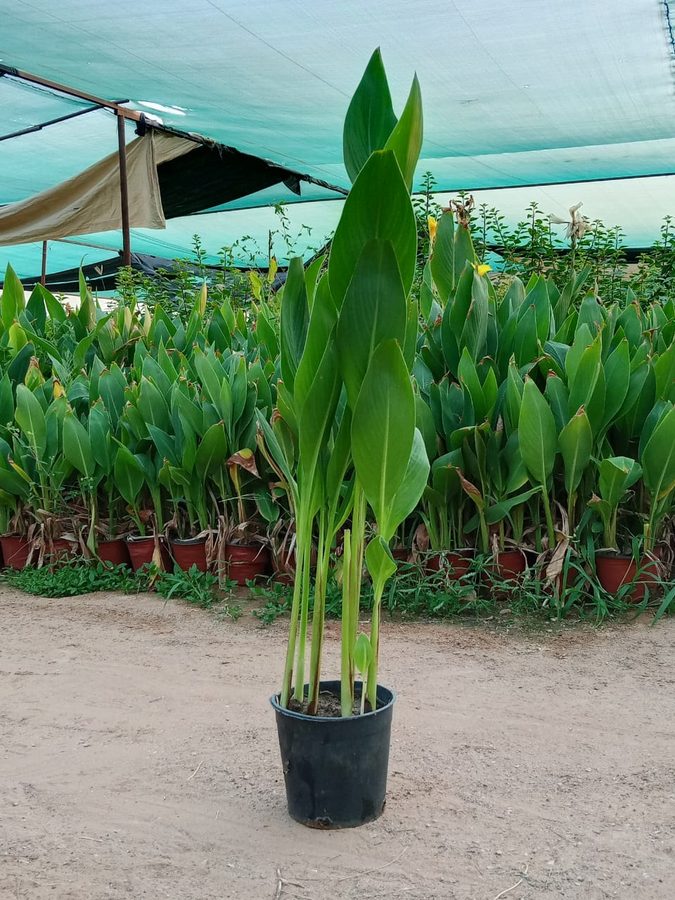 Canna Lily (Canna indica) — outdoor plant supplied by Mahraj Agricultures
