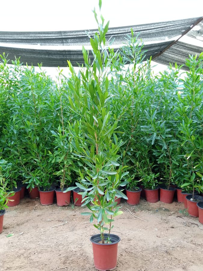 Dodonaea Viscosa (Dodonaea viscosa) — outdoor plant supplied by Mahraj Agricultures