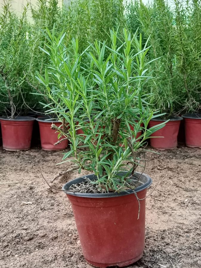 Rosemary (Rosmarinus officinalis) — outdoor plant supplied by Mahraj Agricultures