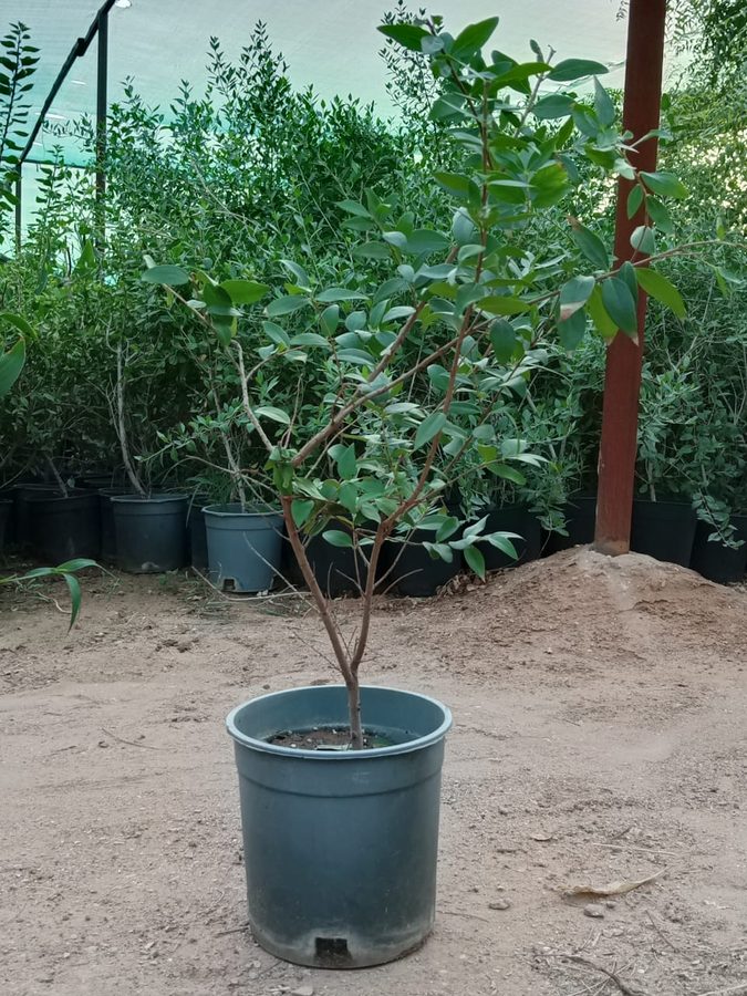 Henna (Hinna) (Lawsonia inermis) — outdoor plant supplied by Mahraj Agricultures