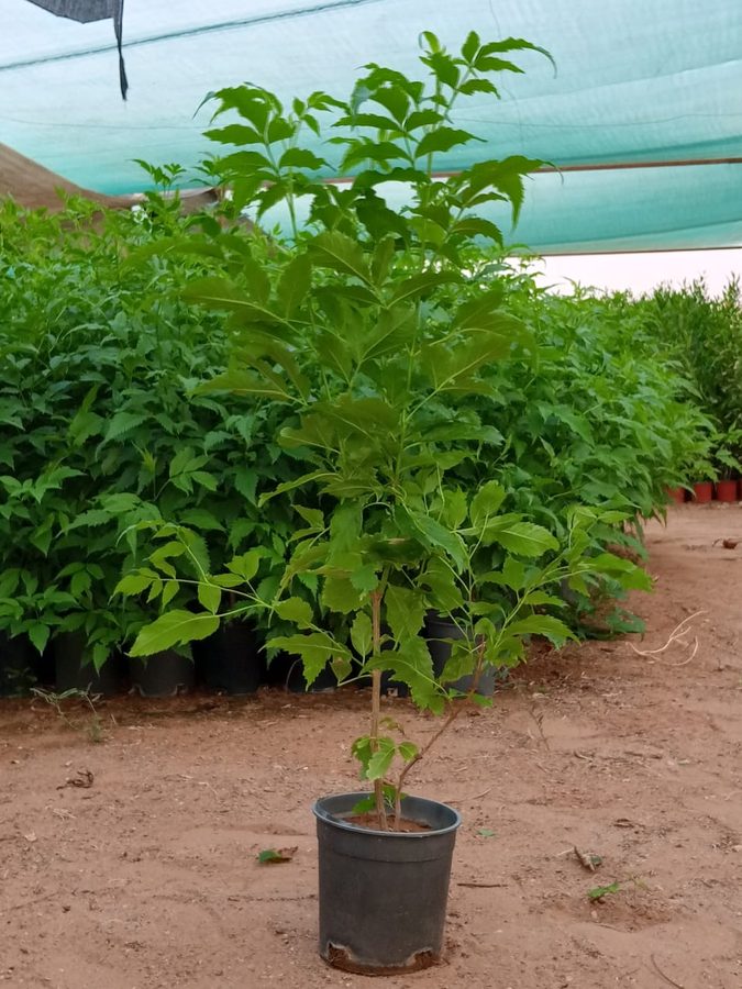 Tecoma Stans (Tecoma stans) — outdoor plant supplied by Mahraj Agricultures