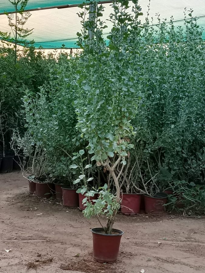 Atriplex (Atriplex halimus) — outdoor plant supplied by Mahraj Agricultures