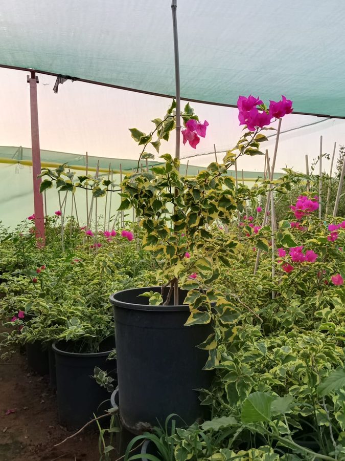 Bougainvillea Variegata (Bougainvillea 'Variegata') — outdoor plant supplied by Mahraj Agricultures