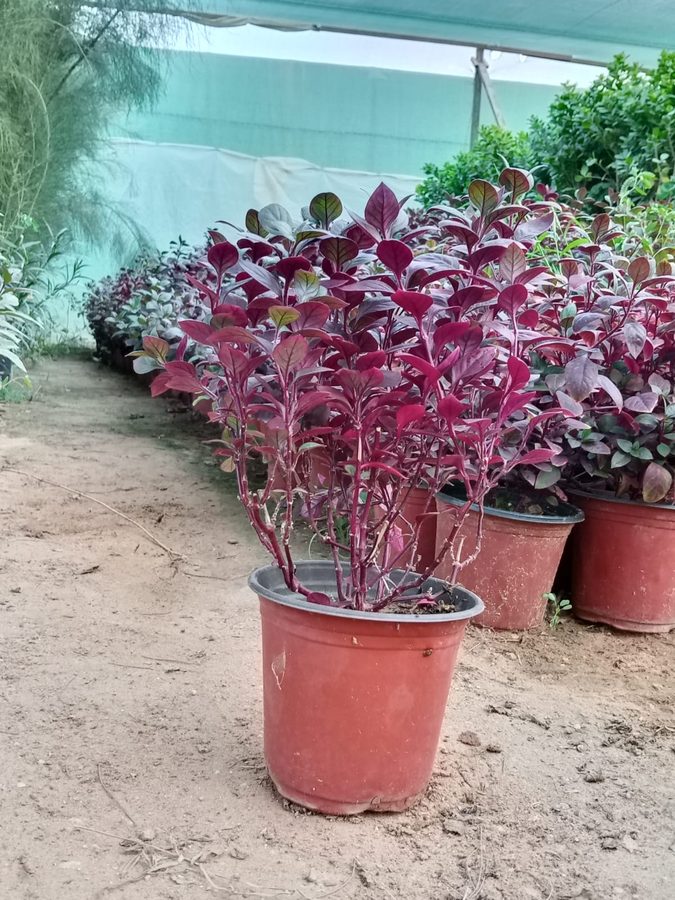 Red Alternanthera (Alternanthera dentata) — outdoor plant supplied by Mahraj Agricultures