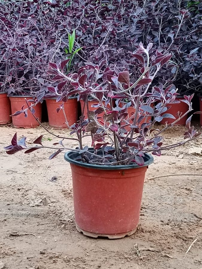 Iresine (Iresine herbstii) — outdoor plant supplied by Mahraj Agricultures