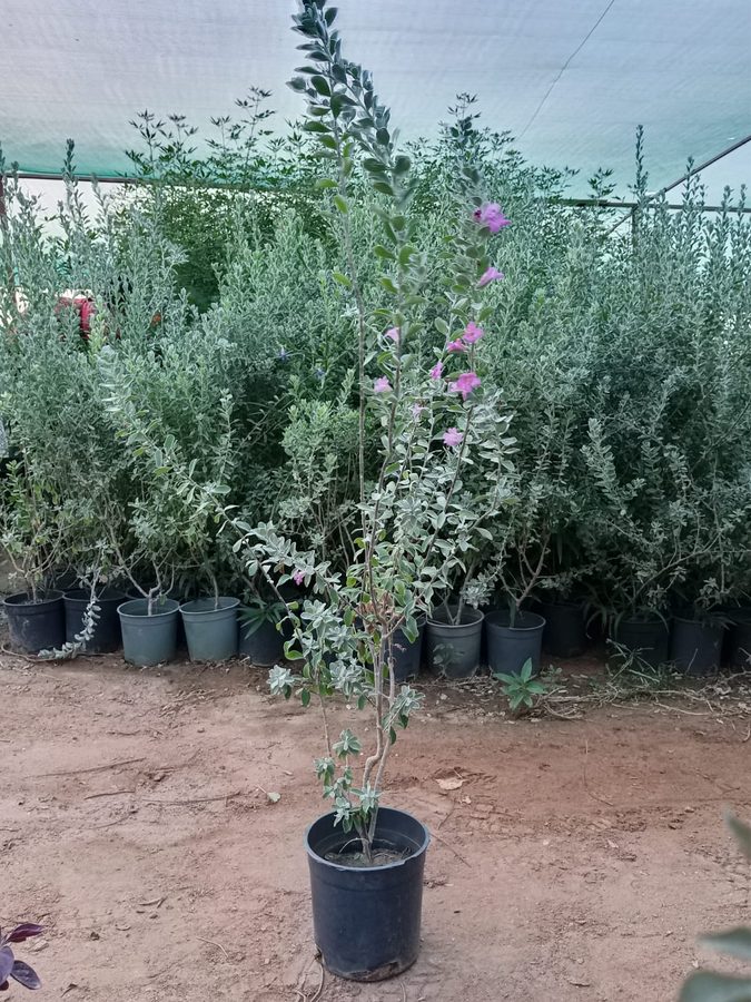 Lycophyllum (Myrtus) (Myrtus communis) — outdoor plant supplied by Mahraj Agricultures
