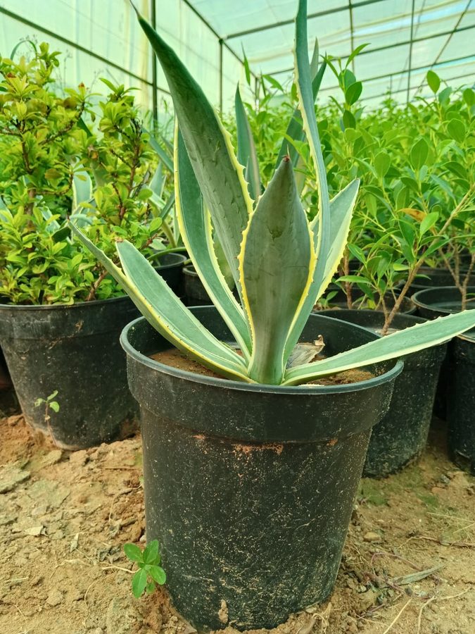Agave Americana Variegata (Agave americana 'Variegata') — outdoor plant supplied by Mahraj Agricultures