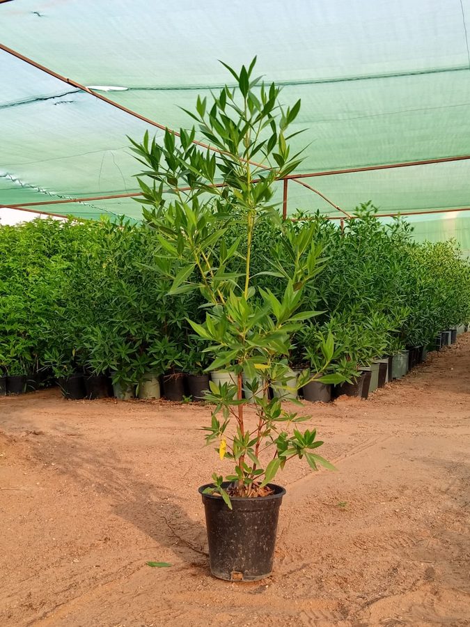 Conocarpus (Conocarpus erectus) — outdoor plant supplied by Mahraj Agricultures