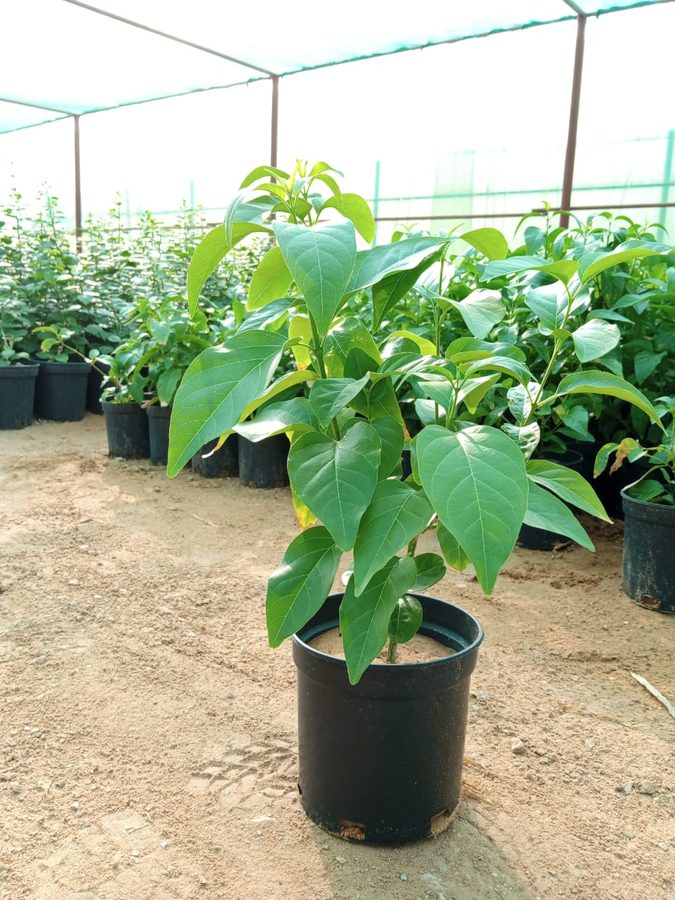 Star Jasmine (Jasminum sambac / Trachelospermum) — outdoor plant supplied by Mahraj Agricultures