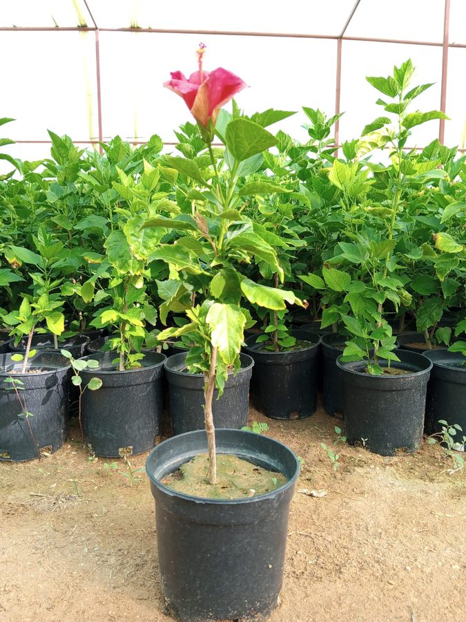 Hibiscus (Hibiscus rosa-sinensis) — outdoor plant supplied by Mahraj Agricultures