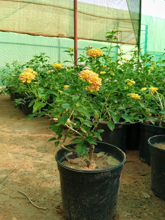 Lantana Camara (Lantana camara) — outdoor plant supplied by Mahraj Agricultures