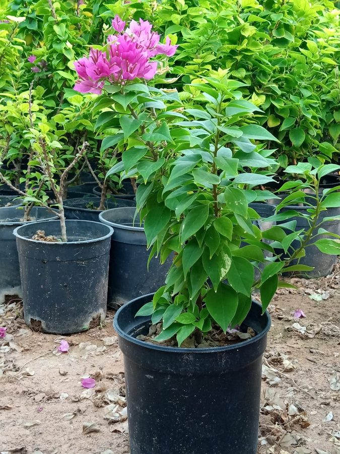 Bougainvillea Pink Pixie (Bougainvillea 'Pink Pixie') — outdoor plant supplied by Mahraj Agricultures