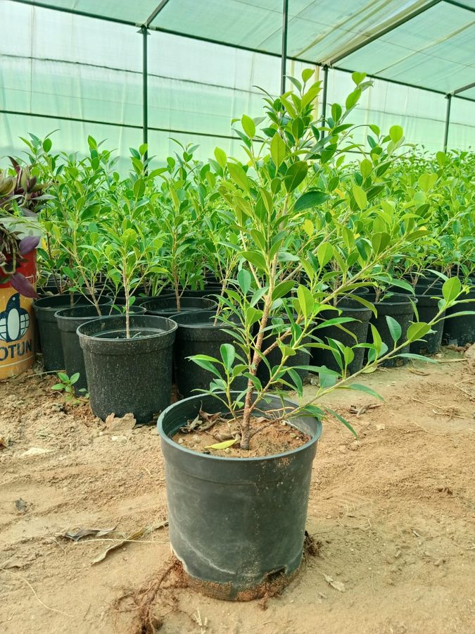 Ficus Nitida (Ficus microcarpa 'Nitida') — outdoor plant supplied by Mahraj Agricultures