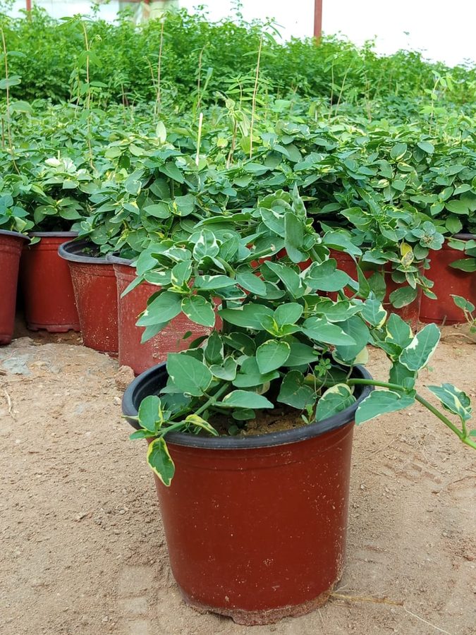 Plumbago (Plumbago auriculata) — outdoor plant supplied by Mahraj Agricultures