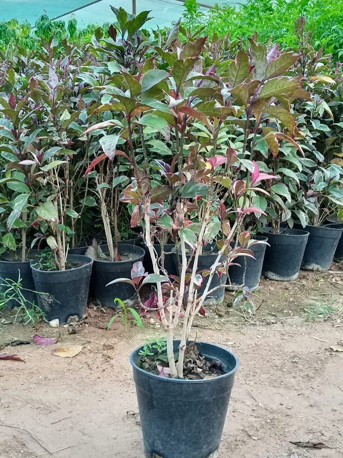 Pseuderanthemum (Bartaashia) (Pseuderanthemum maculatum) — outdoor plant supplied by Mahraj Agricultures