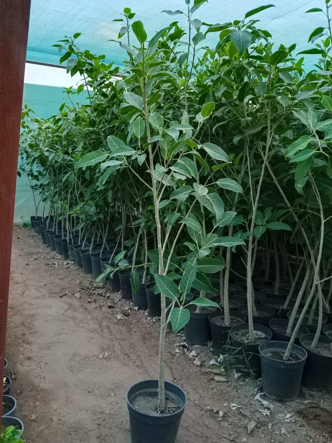 Ficus Bengalensis (Ficus benghalensis) — outdoor plant supplied by Mahraj Agricultures