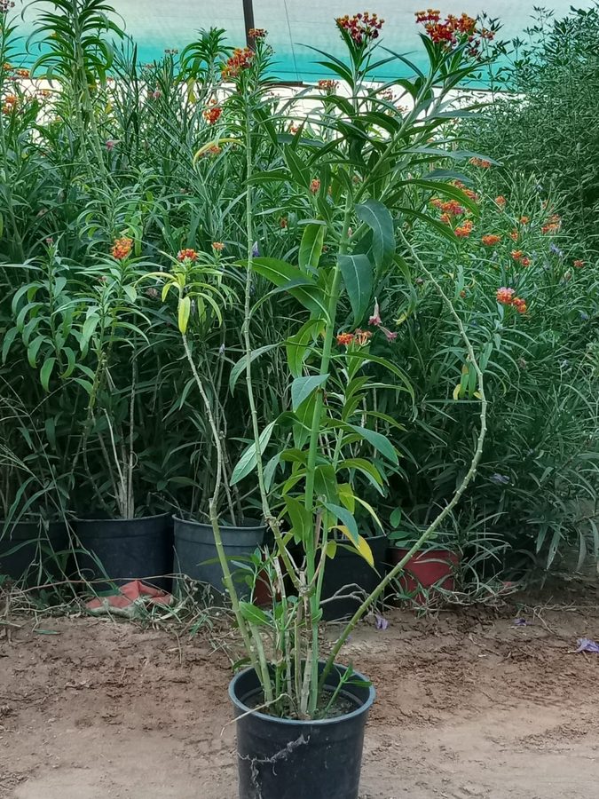 Mexican Butterfly Weed (Asclepias / Lantana 'Lebnani') — outdoor plant supplied by Mahraj Agricultures