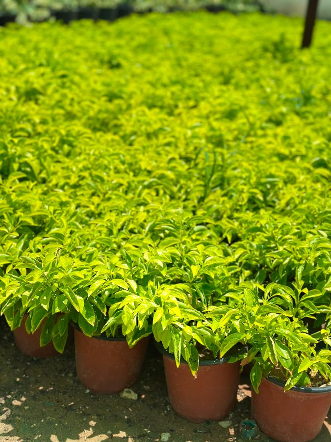 Duranta Yellow (Duranta erecta 'Gold') — outdoor plant supplied by Mahraj Agricultures