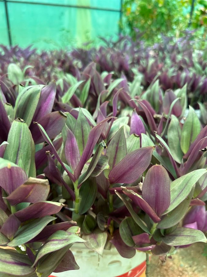 Rohioo (Rhoeo spathacea) — outdoor plant supplied by Mahraj Agricultures