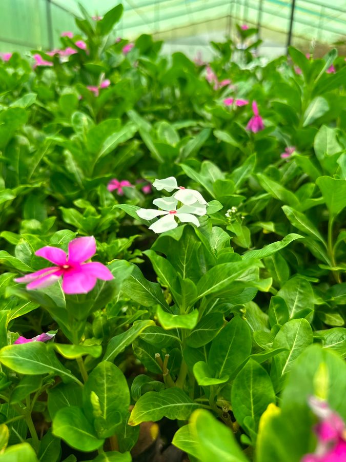 Periwinkle (Bafta) (Catharanthus roseus) — outdoor plant supplied by Mahraj Agricultures