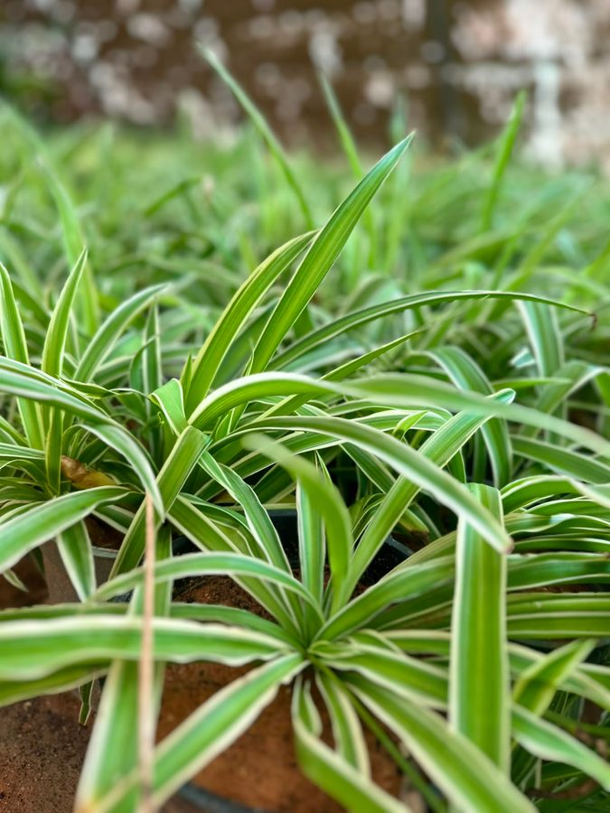 Spider Plant (Chlorophytum comosum) — outdoor plant supplied by Mahraj Agricultures