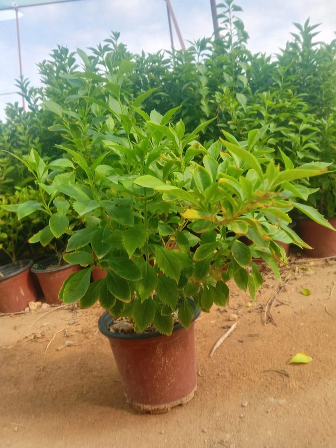 Duranta Green (Duranta erecta) — outdoor plant supplied by Mahraj Agricultures