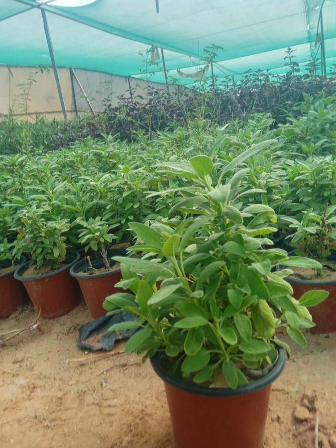 Maramia (Sage) (Salvia officinalis) — outdoor plant supplied by Mahraj Agricultures