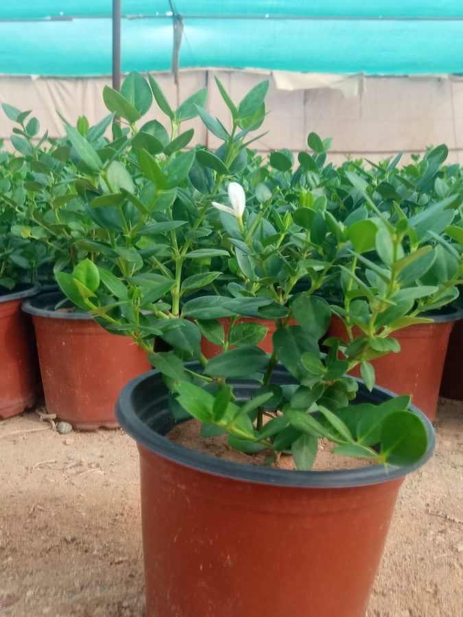 Caracia (Carissa macrocarpa) — outdoor plant supplied by Mahraj Agricultures
