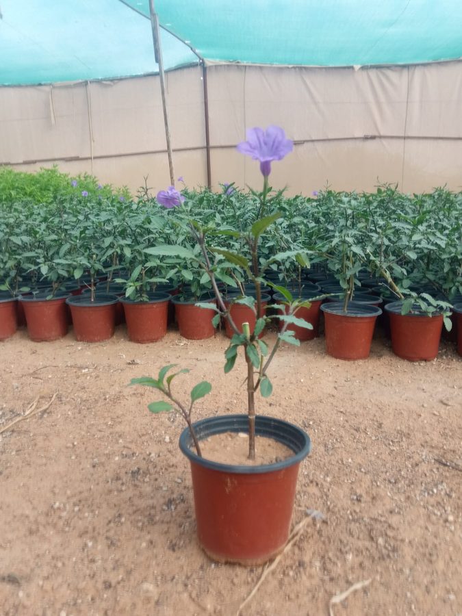 Ruellia (Ruellia simplex) — outdoor plant supplied by Mahraj Agricultures