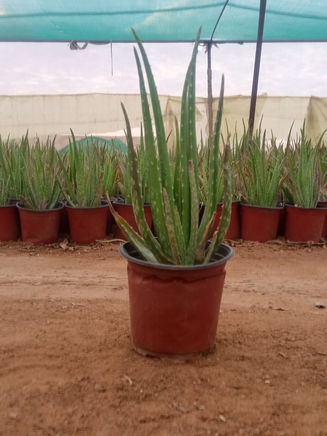 Aloe Vera (Aloe vera) — outdoor plant supplied by Mahraj Agricultures