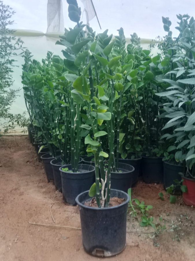Zig Zag (Euphorbia) (Euphorbia tithymaloides) — outdoor plant supplied by Mahraj Agricultures