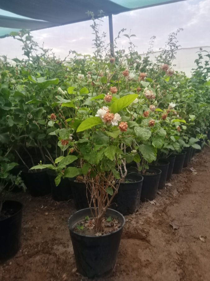 Arabian Jasmine (Jasminum sambac) — outdoor plant supplied by Mahraj Agricultures