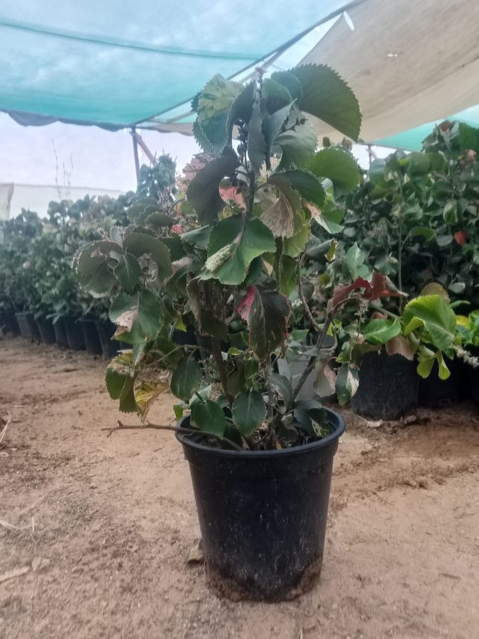 Acalypha (Acalypha wilkesiana) — outdoor plant supplied by Mahraj Agricultures
