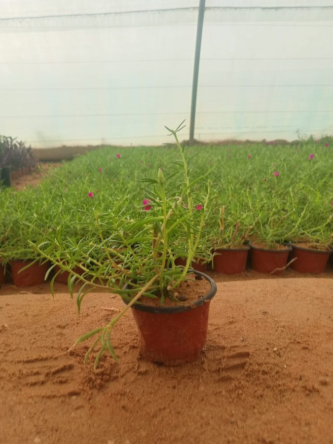 Portulaca Grandiflora (Portulaca grandiflora) — outdoor plant supplied by Mahraj Agricultures