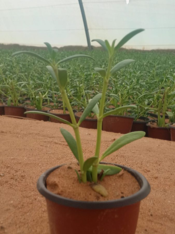 Sesuvium Portulacastrum (Sesuvium portulacastrum) — outdoor plant supplied by Mahraj Agricultures