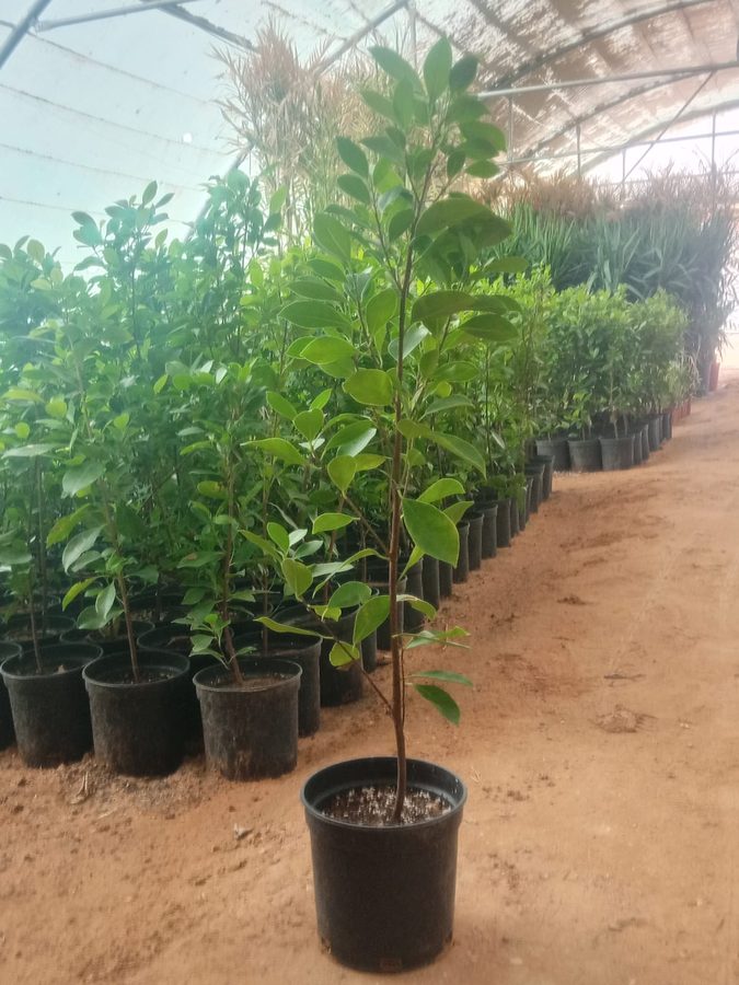 Ficus Hawaii Green (Ficus benjamina 'Hawaii') — outdoor plant supplied by Mahraj Agricultures