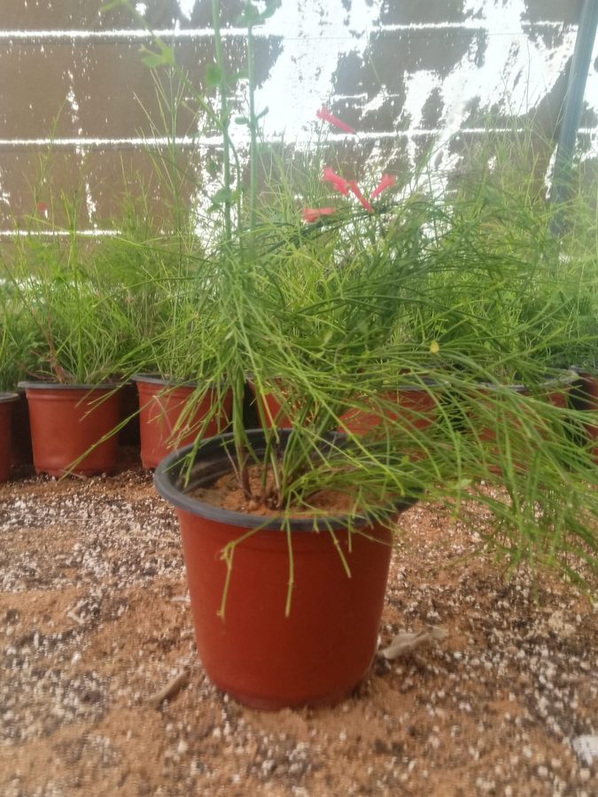 Russelia (Russelia equisetiformis) — outdoor plant supplied by Mahraj Agricultures