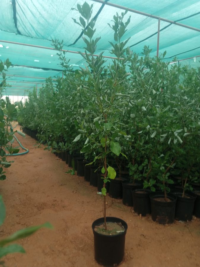 Vitex (Vitex trifolia) — outdoor plant supplied by Mahraj Agricultures