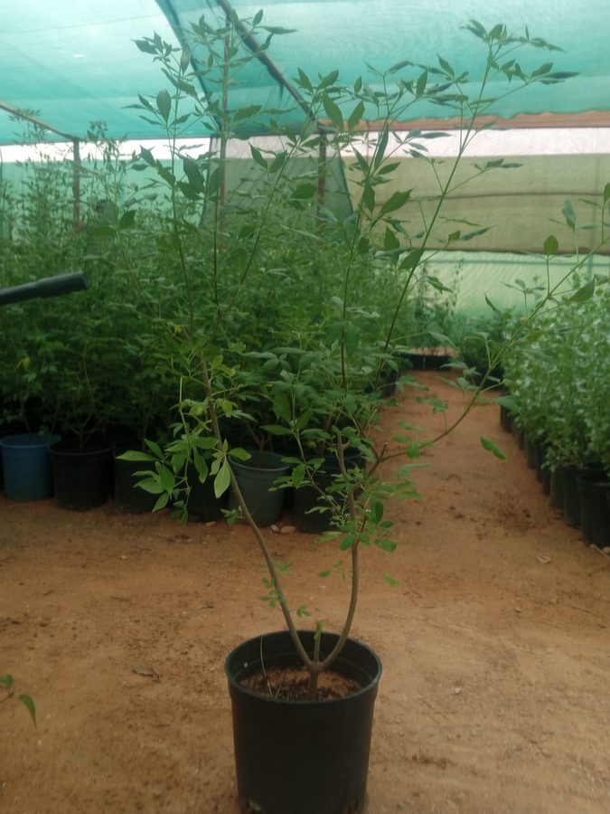 Vitex Agnus-Castus (Vitex agnus-castus) — outdoor plant supplied by Mahraj Agricultures