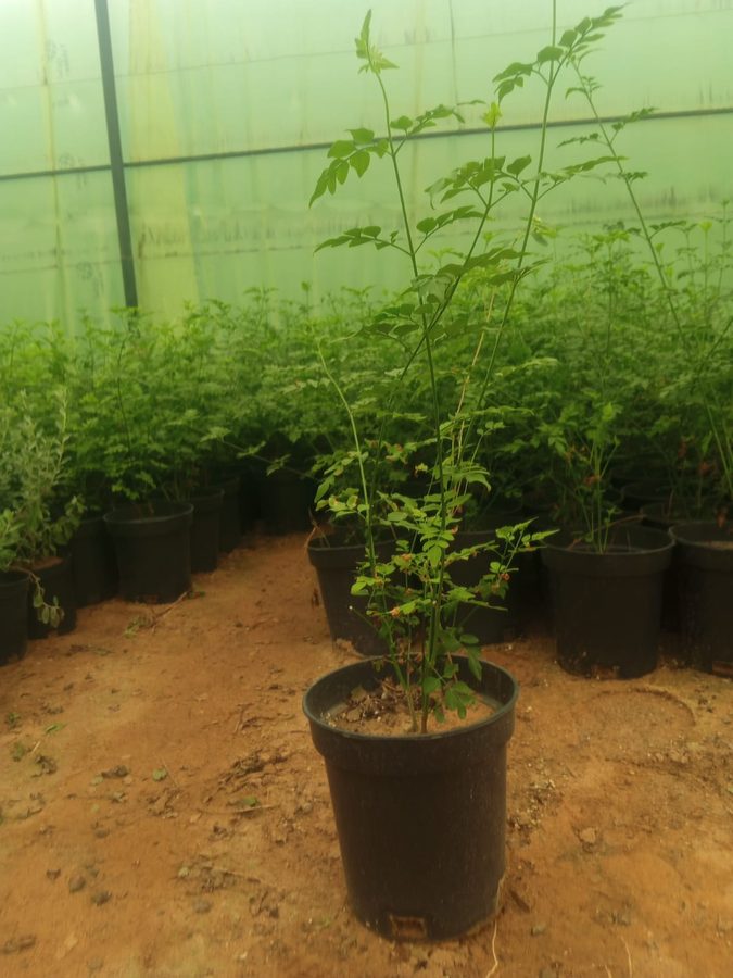 Tecomaria (Tecomaria capensis) — outdoor plant supplied by Mahraj Agricultures