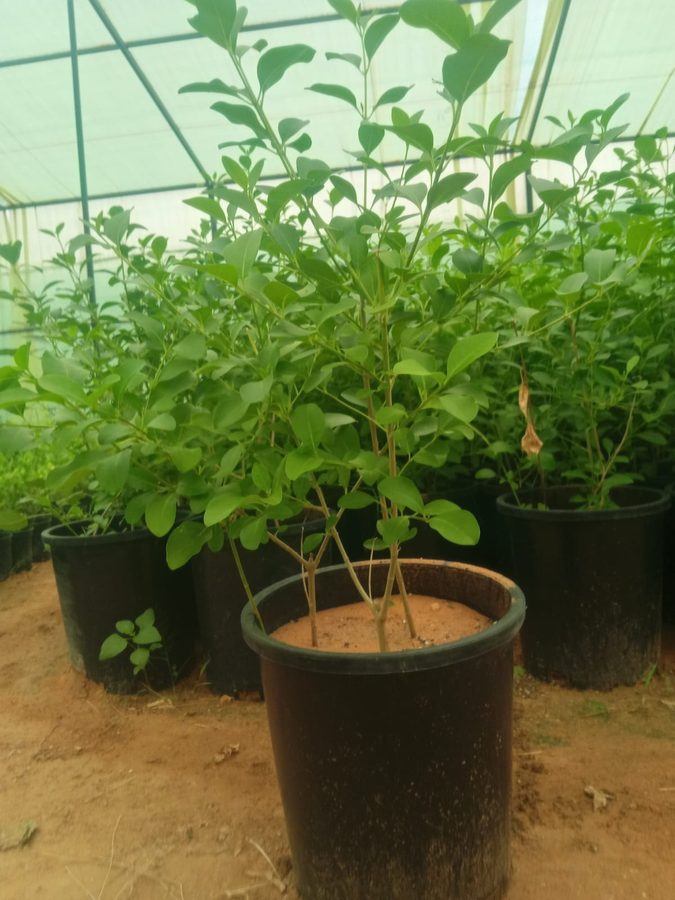 Clerodendrum (Clerodendrum inerme) — outdoor plant supplied by Mahraj Agricultures