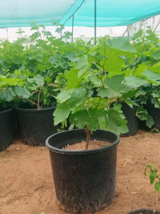 Grapes (Vitis vinifera) — outdoor plant supplied by Mahraj Agricultures