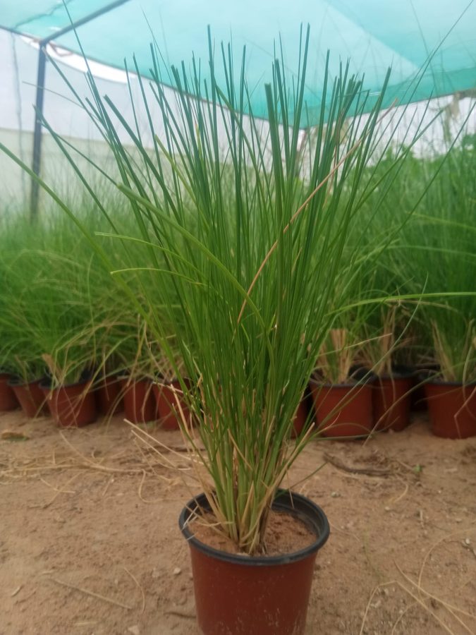 Pennisetum Setaceum (Pennisetum setaceum) — outdoor plant supplied by Mahraj Agricultures