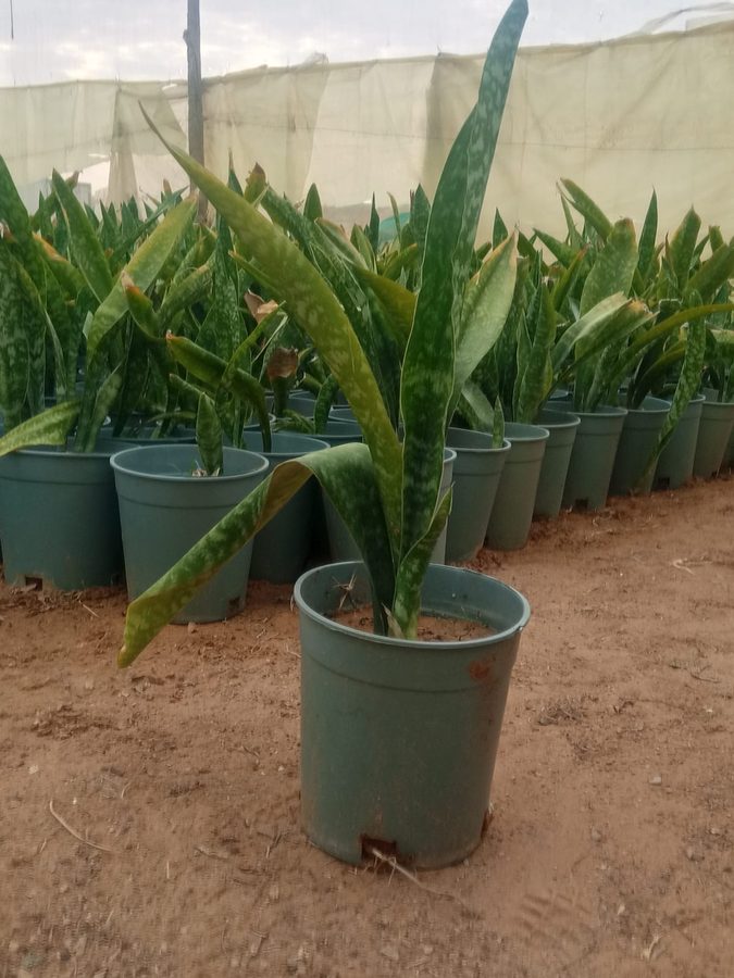 Snake Plant (Sansevieria trifasciata) — outdoor plant supplied by Mahraj Agricultures