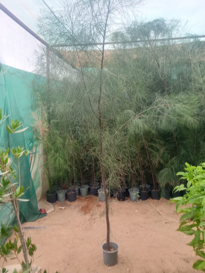 Australian Pine (Casuarina equisetifolia) — outdoor plant supplied by Mahraj Agricultures