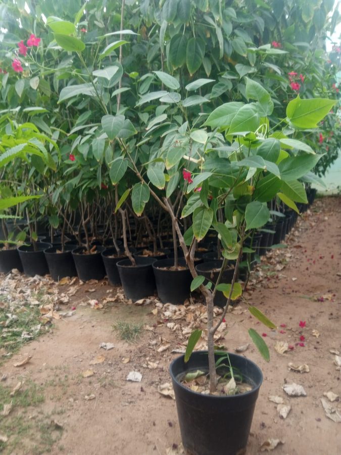 Jatropha (Jatropha integerrima) — outdoor plant supplied by Mahraj Agricultures