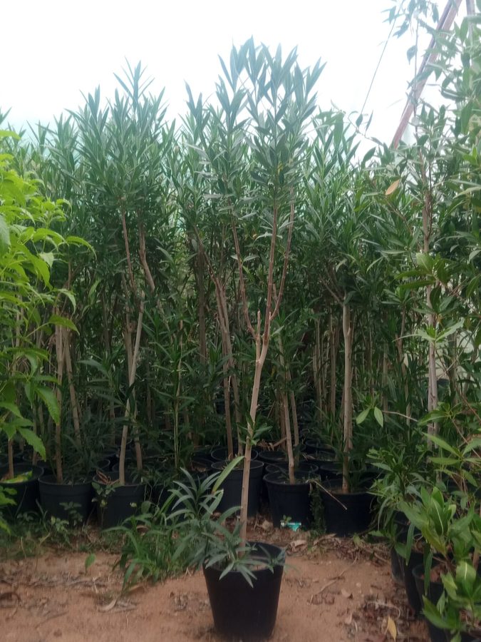 Oleander (Nerium oleander) — outdoor plant supplied by Mahraj Agricultures