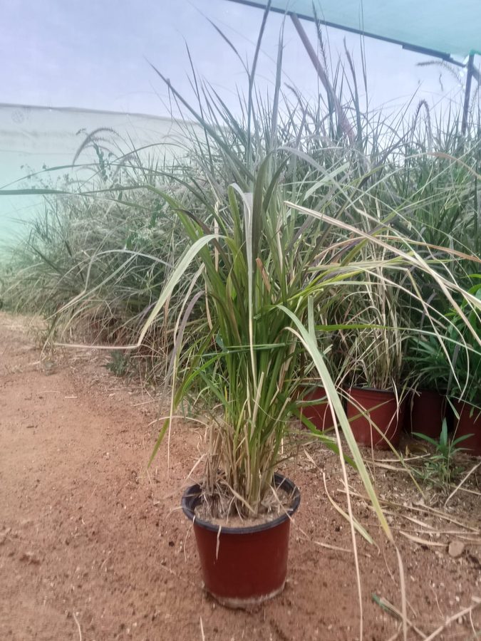 Pennisetum Rubrum (Pennisetum setaceum 'Rubrum') — outdoor plant supplied by Mahraj Agricultures